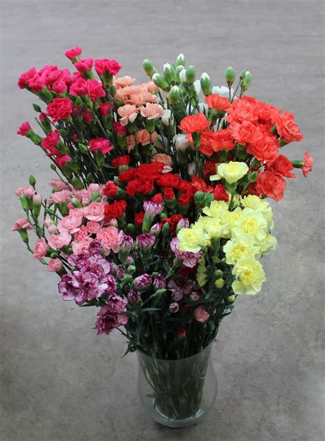 carnations stevens  son wholesale florist