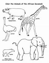 Coloring Wild Realistic Animal Pages Getcolorings sketch template