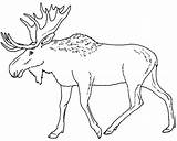 Moose Coloring Pages Printable Print Eland Elk Color Animal Caribou Head Drawing Animals Sheet Kids Colouring Outline Canada Line Sheknows sketch template