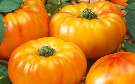 tomato varieties   named