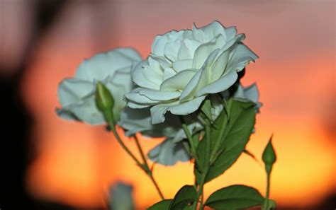 sunset rose  photo  freeimages