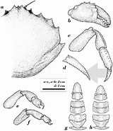 Afbeeldingsresultaten voor Lauridromia dehaani Geslacht. Grootte: 160 x 185. Bron: www.researchgate.net