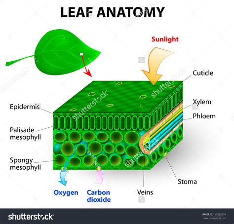 leaf structures clipart   cliparts  images