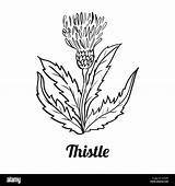Thistle Drawing Line Vector Isolated Hand Background Scottish Stock Illustration Simple Alamy Coloring Getdrawings Drawn Book Scotch sketch template