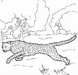 Cheetah Running Printable K5worksheets sketch template