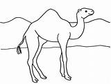 Camel Coloring Pages Drawing Printable Book Desert Print Line Kids Color Camels Template Sketch Drawings Animal Paintingvalley Lying Down Today sketch template