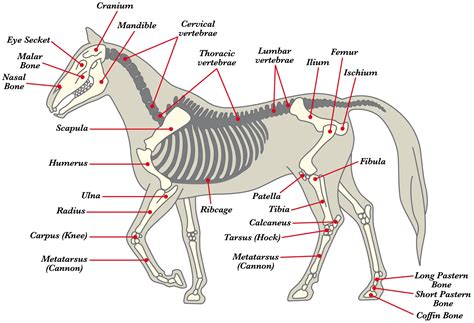 anatomie des pferdes aufbau des pferdekoerpers
