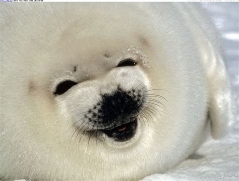 seals sounds baby seal screams video strange sounds
