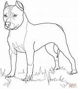 Staffordshire Cani Chien Amstaff Pitbull Supercoloring Realiste Coloriages Stilizzati Terriers Cairn Facili Getdrawings sketch template
