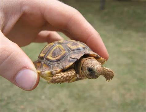 baby tortoise  critter babies