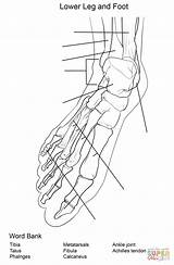 Coloring Anatomy Pages Foot Bones Worksheet Leg Worksheets Muscles Sheet Knee Printable Template Paper sketch template