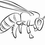 Coloring Wasp Pages Getcolorings Online sketch template