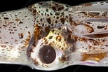 Afbeeldingsresultaten voor "pyroteuthis Margaritifera". Grootte: 154 x 103. Bron: www.sciencephoto.com