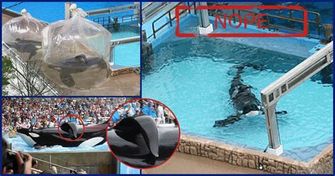 outrageous images  prove seaworld   shut