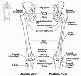 Leg Femur Patella Limb Skeleton Skeletal Labeled Fibula Tibia Extremities Unlabeled Extremity Thigh Posterior Physiology Pelvis Articulates Coxae Sesamoid Trochanter sketch template