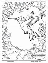 Pages Nature Coloring Colouring Hummingbird Color Printable Animals Kids Bird Hummingbirds Adults Humming Adult Flower Popular Printables Patterns Book sketch template