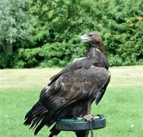 golden eagle lavenham falconry