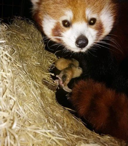 rode pandas geboren  dierenpark amersfoort dierenpark amersfoort