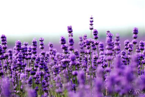 pollard family lavender essential oil