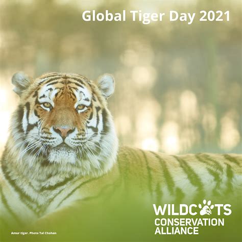 global tiger day       tigers wildcats