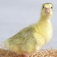 embden geese  sale  buy embden goose     order embden goslings