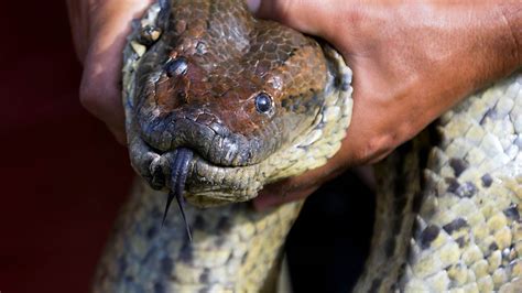 man will be eaten alive by an anaconda on camera suggests discovery