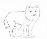 Coloring Pages Wolf Arctic Printable Color Info sketch template