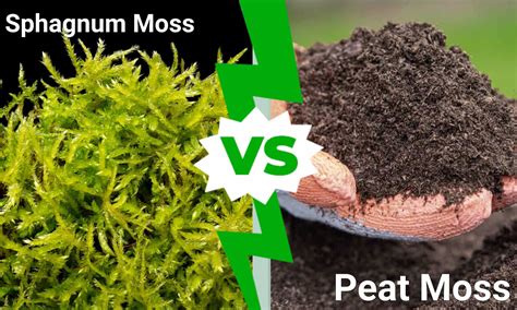 sphagnum moss  peat moss whats   growing medium