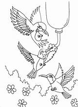 Coloring Hummingbird Pages Printable Kids Color Hummingbirds Adult Print Drawing Throated Birds Ruby Adults Template Books Butterfly Horse Getdrawings Step sketch template