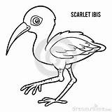 Ibis Scarlet sketch template
