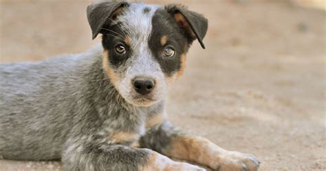 socialize  blue heeler puppy complete guide  proven tips