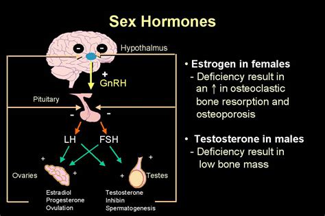 estrogen and sex tubezzz porn photos