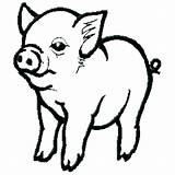 Pigs Getdrawings sketch template