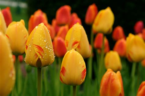view april showers images background cool background collection