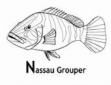 Nassau Grouper sketch template