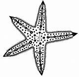 Starfish Drawing Line Getdrawings sketch template