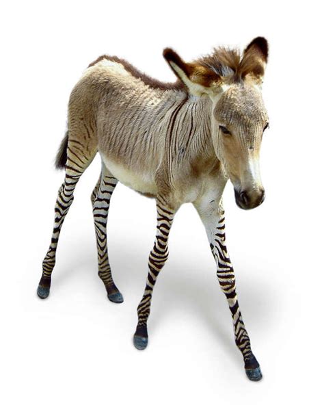 zebras paarden met ezels nrcnext