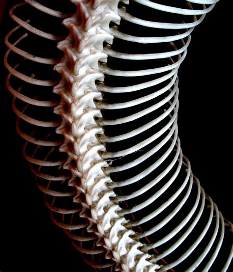 spine  photo  flickriver