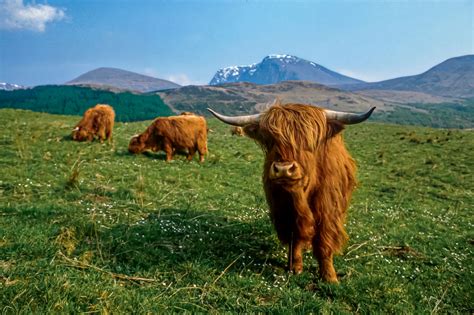 highland cows  scotland visitscotland