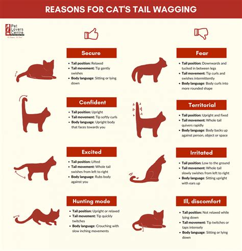 cats wag  tails  reasons   understand