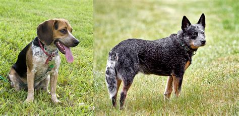 bluetick beagle  austrailian blue heeler breed comparison