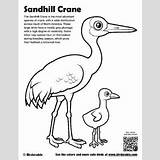 Sandhill Coloring Crane 88kb 400px sketch template