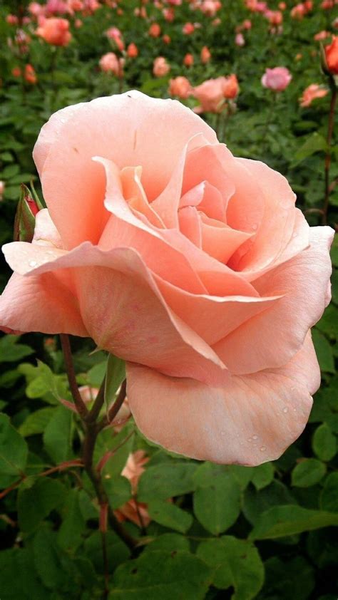 pin   anh    file general beautiful rose flowers beautiful flowers pictures