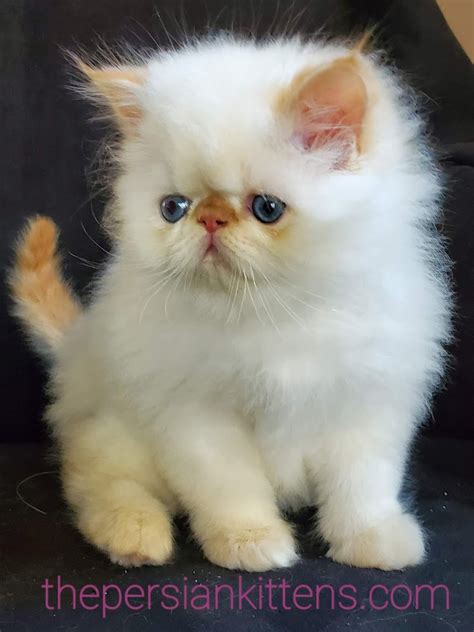 kittens for sale near me cats for sale the persian kittens