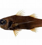 Afbeeldingsresultaten voor "howellabrodiei Atlántica". Grootte: 173 x 185. Bron: fishesofaustralia.net.au
