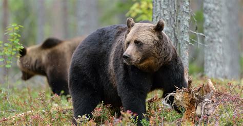survive  bear encounter eco