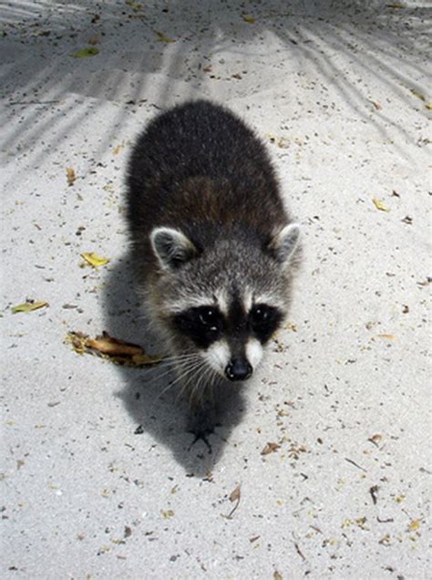 rid  raccoons   house hunker