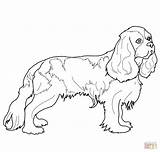 Spaniel Coloring Charles King Cavalier Pages Cocker Springer English Printable Drawing Dog Colouring Color Spaniels Supercoloring Sheets Getcolorings Drawings Quality sketch template