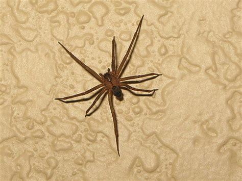 house spiders    common youll find