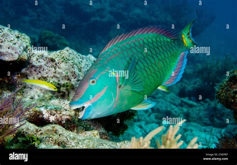 stoplight parrotfish eating algae   coral stock photo alamy